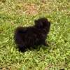 Pomeranien thumb 6