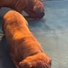 Boerboel thumb 2