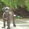 chiots boerboels thumb 2