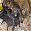 Chiots bergers hollandais thumb 0