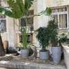 Pots de plantes et plantes thumb 0