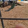 Oiseaux thumb 5
