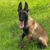 Malinois charbonnier thumb 0