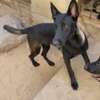 Chiots malinois purs sang thumb 2