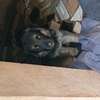 Chiots a vendre thumb 2