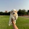 Bichon maltais thumb 2