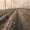 Serre agricole thumb 7
