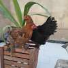 Couple. Poule bramah thumb 1