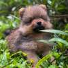 Pomeranien thumb 0