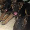 Chiots bergers allemands à vendre thumb 0