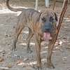 Presa Canario thumb 2