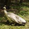 Paon bleu et paon blanc adulte plumage spectaculaire jardin thumb 2