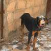 Couple doberman thumb 3