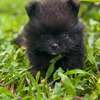 Pomeranien thumb 1