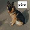 Chiot berger allemand pur thumb 2