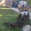 Chiot berger malinois thumb 3