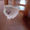 Poméranien blanc chiot affectueux et joueur thumb 3
