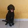 Labrador pure race thumb 6
