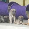 chiots cane corso thumb 7