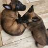 À vendre – Chiots Bergers Belges Malinois pure race 🐾 thumb 0