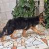 Berger Allemand 4mois dos incliné poil long thumb 2