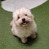 Bichon adulte thumb 3