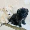 Bichon maltais importer thumb 1