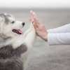 Chiot Husky Sibérien provenance BERLIN thumb 4