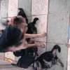 Chiots a vendre thumb 9