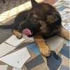 Berger Allemand chiot noir et feu vacciné thumb 1