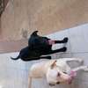 Labrador noir jeune affectueux et joueur thumb 7