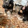 Berger Allemand chiot marron noir thumb 3