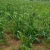 Terrain d’angle agricole ou habitation thumb 1