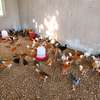 Poussins et œufs fertiles poulet goliath thumb 7