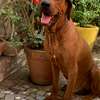 Chiot Rhodesian Ridgeback X malinois thumb 5