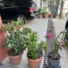🏡 Appartement meublé F3 à louer – Mermoz thumb 3
