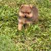 Pomeranien thumb 2