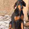 Chiot femelle Doberman noir et feu thumb 3
