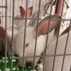 Couple Lapereaux lapin californien thumb 1