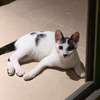Beau chaton à adopter thumb 1