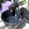 Vente chiot Rottweiler lignée Timi thumb 0