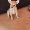 Chiots Chihuahua jeunes variés affectueux loyaux thumb 11