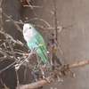 Oiseaux exotiques à vendre thumb 2
