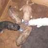 Chiots jeunes mâles et femelles pleins d'énergie thumb 0