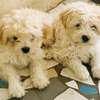 bichon maltais croisé havanais thumb 1