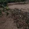 Terrain de 7 Hectares Plats et Arborés à bambilor thumb 8