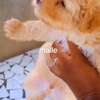 Bichon nain thumb 2