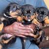 Chiots Rottweiler thumb 3