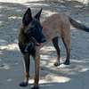 Couple Berger Malinois thumb 4
