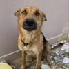 chienne berger allemand pure sang thumb 5